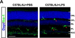 Rabbit IgG (H+L) Highly Cross-Adsorbed Secondary Antibody in Immunocytochemistry (ICC/IF)