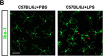 Rabbit IgG (H+L) Highly Cross-Adsorbed Secondary Antibody in Immunocytochemistry (ICC/IF)