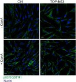 Guinea Pig IgG (H+L) Highly Cross-Adsorbed Secondary Antibody in Immunocytochemistry (ICC/IF)