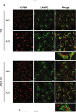 Mouse IgG (H+L) Cross-Adsorbed Secondary Antibody in Immunocytochemistry (ICC/IF)