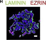 Rabbit IgG (H+L) Highly Cross-Adsorbed Secondary Antibody in Immunocytochemistry (ICC/IF)