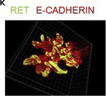 Mouse IgG (H+L) Highly Cross-Adsorbed Secondary Antibody in Immunocytochemistry (ICC/IF)