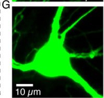 Rabbit IgG (H+L) Highly Cross-Adsorbed Secondary Antibody in Immunocytochemistry (ICC/IF)