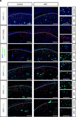 Rabbit IgG (H+L) Cross-Adsorbed Secondary Antibody in Immunocytochemistry (ICC/IF)