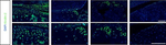 Rabbit IgG (H+L) Cross-Adsorbed Secondary Antibody in Immunocytochemistry (ICC/IF)
