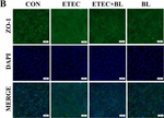 Rabbit IgG (H+L) Highly Cross-Adsorbed Secondary Antibody in Immunocytochemistry (ICC/IF)