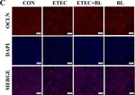 Rabbit IgG (H+L) Highly Cross-Adsorbed Secondary Antibody in Immunocytochemistry (ICC/IF)