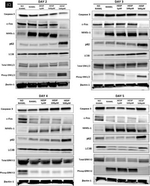 Rabbit IgG (H+L) Secondary Antibody in Western Blot (WB)