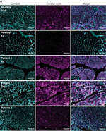 Rabbit IgG (H+L) Highly Cross-Adsorbed Secondary Antibody in Immunocytochemistry (ICC/IF)