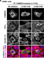 Rabbit IgG (H+L) Highly Cross-Adsorbed Secondary Antibody in Immunocytochemistry (ICC/IF)