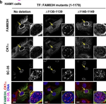 Rabbit IgG (H+L) Highly Cross-Adsorbed Secondary Antibody in Immunocytochemistry (ICC/IF)