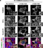Rabbit IgG (H+L) Highly Cross-Adsorbed Secondary Antibody in Immunocytochemistry (ICC/IF)