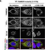 Rabbit IgG (H+L) Highly Cross-Adsorbed Secondary Antibody in Immunocytochemistry (ICC/IF)