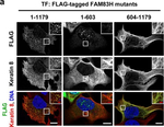 Mouse IgG (H+L) Highly Cross-Adsorbed Secondary Antibody in Immunocytochemistry (ICC/IF)