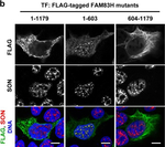 Rabbit IgG (H+L) Highly Cross-Adsorbed Secondary Antibody in Immunocytochemistry (ICC/IF)