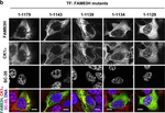 Rabbit IgG (H+L) Highly Cross-Adsorbed Secondary Antibody in Immunocytochemistry (ICC/IF)