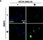Mouse IgG3 Cross-Adsorbed Secondary Antibody in Immunocytochemistry (ICC/IF)