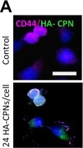 Rabbit IgG (H+L) Cross-Adsorbed Secondary Antibody in Immunocytochemistry (ICC/IF)