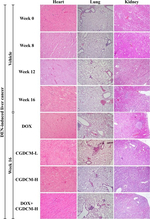 Mouse IgG (H+L) Secondary Antibody in Immunohistochemistry (IHC)