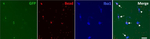Chicken IgY (H+L) Secondary Antibody in Immunocytochemistry (ICC/IF)