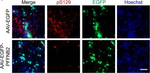 Rabbit IgG (H+L) Highly Cross-Adsorbed Secondary Antibody in Immunocytochemistry (ICC/IF)