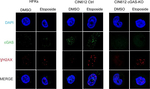 Rabbit IgG (H+L) Highly Cross-Adsorbed Secondary Antibody in Immunocytochemistry (ICC/IF)