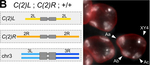 Mouse IgG (H+L) Cross-Adsorbed Secondary Antibody in Immunocytochemistry (ICC/IF)