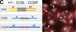 Mouse IgG (H+L) Cross-Adsorbed Secondary Antibody in Immunocytochemistry (ICC/IF)