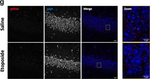 Rabbit IgG (H+L) Cross-Adsorbed Secondary Antibody in Immunocytochemistry (ICC/IF)