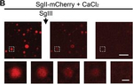 Rabbit IgG (H+L) Highly Cross-Adsorbed Secondary Antibody in Immunocytochemistry (ICC/IF)