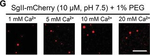 Rabbit IgG (H+L) Highly Cross-Adsorbed Secondary Antibody in Immunocytochemistry (ICC/IF)