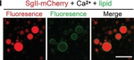 Rabbit IgG (H+L) Highly Cross-Adsorbed Secondary Antibody in Immunocytochemistry (ICC/IF)