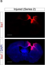 Guinea Pig IgG (H+L) Highly Cross-Adsorbed Secondary Antibody in Immunohistochemistry (Frozen) (IHC (F))