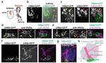 GFP Antibody in Immunohistochemistry (IHC)
