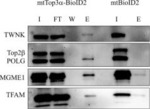 Rabbit IgG (H+L) Cross-Adsorbed Secondary Antibody in Western Blot (WB)