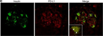 Goat anti-Guinea Pig IgG (H+L) Highly Cross-Adsorbed Secondary Antibody, Alexa Fluor™ 488