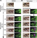 Mouse IgG (H+L) Cross-Adsorbed Secondary Antibody in Immunohistochemistry (Paraffin) (IHC (P))