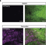 Mouse IgG (H+L) Cross-Adsorbed Secondary Antibody in Immunohistochemistry (Paraffin) (IHC (P))
