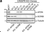 Rabbit IgG (H+L) Cross-Adsorbed Secondary Antibody in Western Blot (WB)
