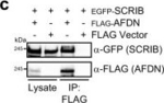 Rabbit IgG (H+L) Cross-Adsorbed Secondary Antibody in Western Blot (WB)