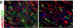 Rabbit IgG (H+L) Highly Cross-Adsorbed Secondary Antibody in Immunocytochemistry (ICC/IF)