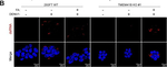 Mouse IgG (H+L) Cross-Adsorbed Secondary Antibody in Immunocytochemistry (ICC/IF)