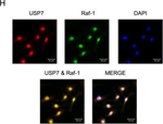 Mouse IgG (H+L) Cross-Adsorbed Secondary Antibody in Immunocytochemistry (ICC/IF)