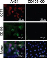 Mouse IgG (H+L) Highly Cross-Adsorbed Secondary Antibody in Immunocytochemistry (ICC/IF)