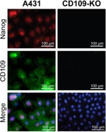 Mouse IgG (H+L) Highly Cross-Adsorbed Secondary Antibody in Immunocytochemistry (ICC/IF)