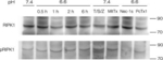 Rabbit IgG (H+L) Secondary Antibody in Western Blot (WB)