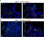 Rabbit IgG (H+L) Highly Cross-Adsorbed Secondary Antibody in Immunohistochemistry (Paraffin) (IHC (P))