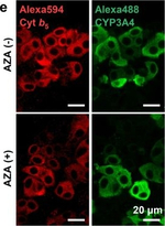 Rabbit IgG (H+L) Cross-Adsorbed Secondary Antibody in Immunocytochemistry (ICC/IF)