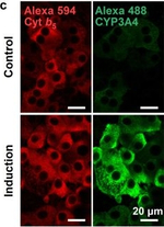 Mouse IgG (H+L) Cross-Adsorbed Secondary Antibody in Immunocytochemistry (ICC/IF)