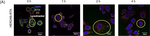 Mouse IgG (H+L) Highly Cross-Adsorbed Secondary Antibody in Immunocytochemistry (ICC/IF)